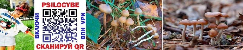 Псилоцибиновые грибы Psilocybe Аркадак